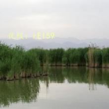 ҵ