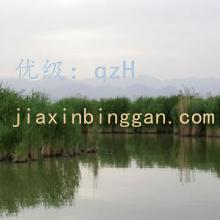 λ